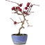 Crataegus cuneata, 20,5 cm, ± 10 years old