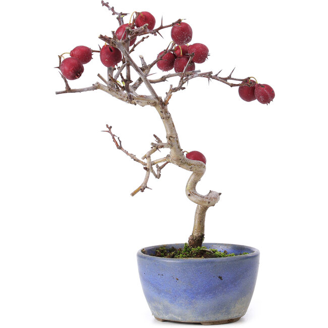 Crataegus cuneata, 20,5 cm, ± 10 jaar oud