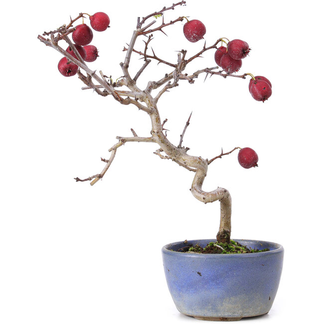 Crataegus cuneata, 20,5 cm, ± 10 Jahre alt