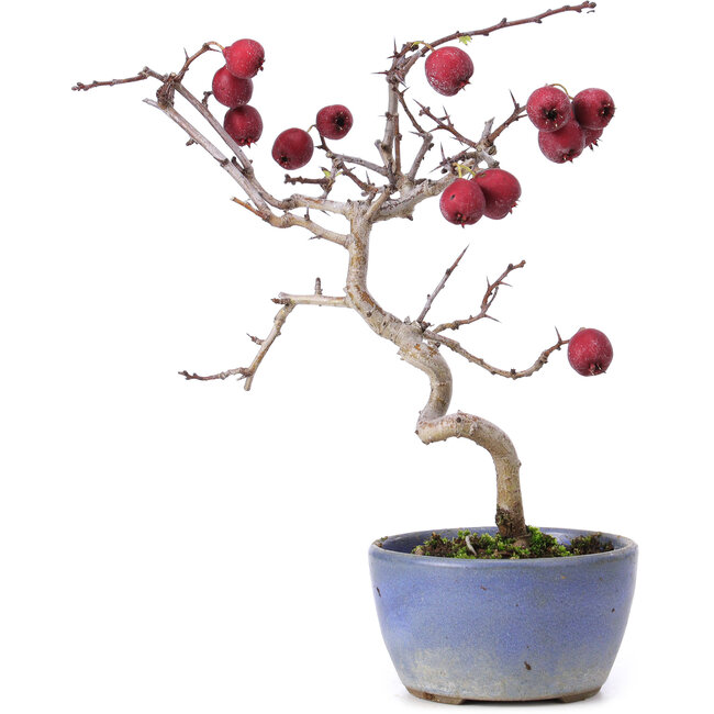 Crataegus cuneata, 20,5 cm, ± 10 Jahre alt