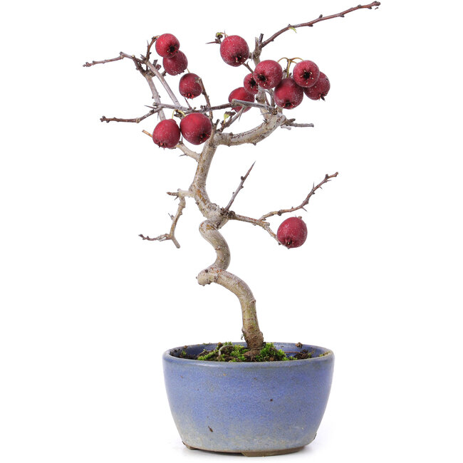 Crataegus cuneata, 20,5 cm, ± 10 ans