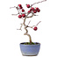 Crataegus cuneata, 20,5 cm, ± 10 years old