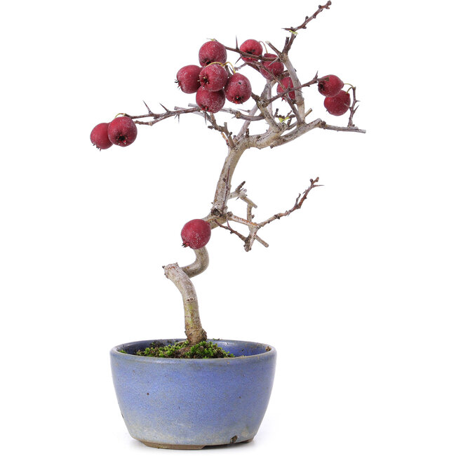 Crataegus cuneata, 20,5 cm, ± 10 anni