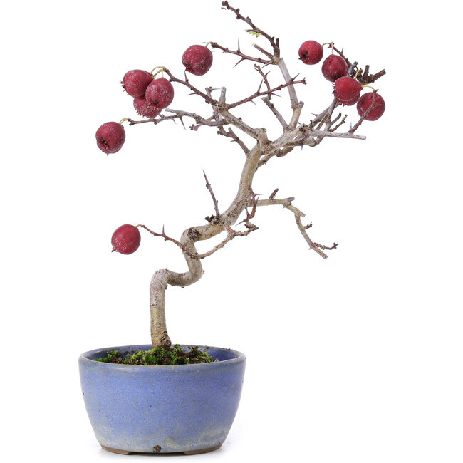 Crataegus cuneata, 20,5 cm, ± 10 años