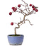 Crataegus cuneata, 20,5 cm, ± 10 jaar oud