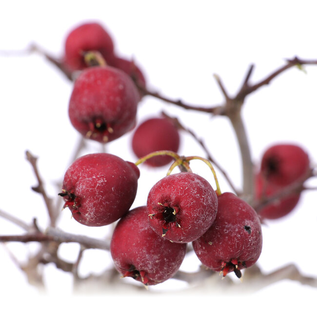 Crataegus cuneata, 20,5 cm, ± 10 Jahre alt