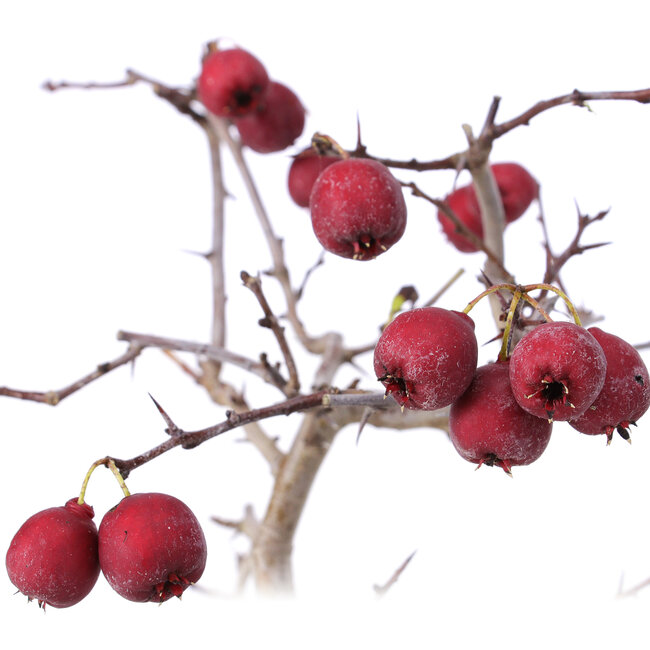 Crataegus cuneata, 20,5 cm, ± 10 years old