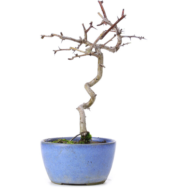 Crataegus cuneata, 21 cm, ± 10 years old