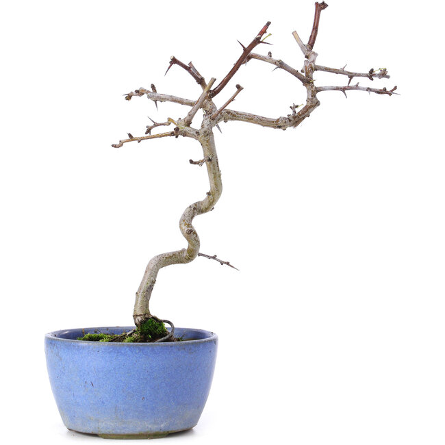 Crataegus cuneata, 21 cm, ± 10 años