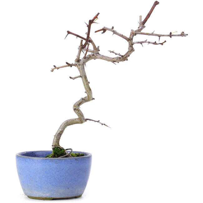 Crataegus cuneata, 21 cm, ± 10 años