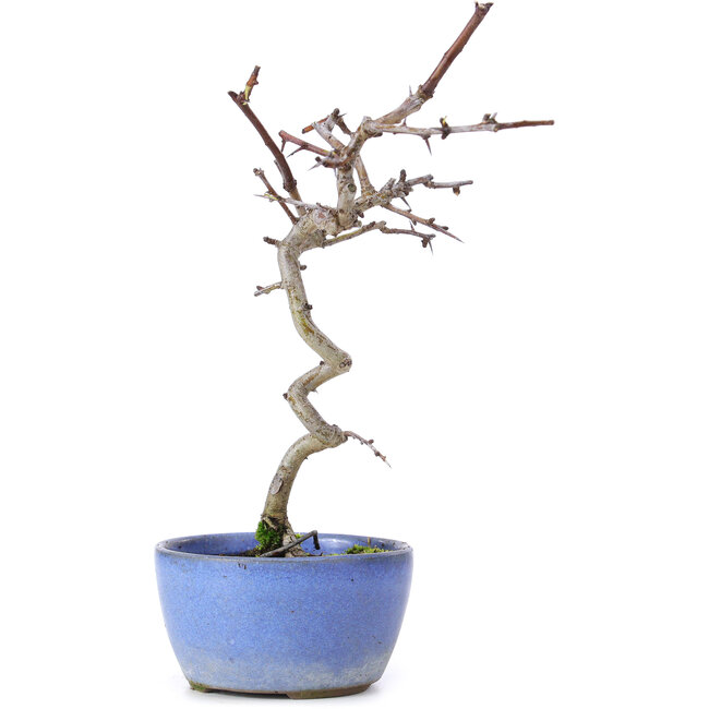 Crataegus cuneata, 21 cm, ± 10 anni