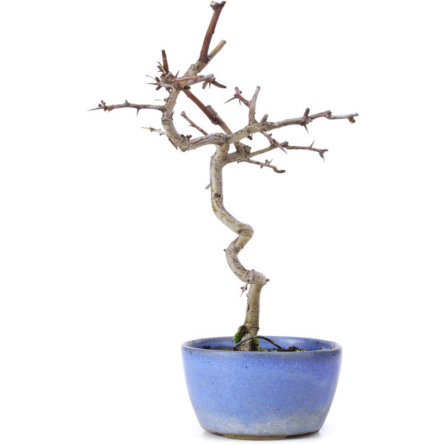 Crataegus cuneata, 21 cm, ± 10 años