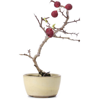 Crataegus cuneata, 20 cm, ± 10 Jahre alt