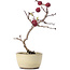 Crataegus cuneata, 20 cm, ± 10 years old