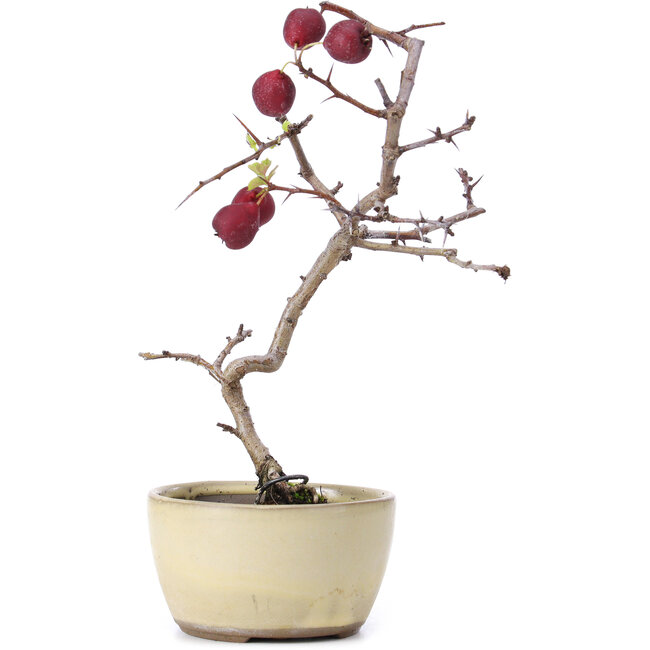Crataegus cuneata, 20 cm, ± 10 años