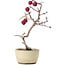 Crataegus cuneata, 20 cm, ± 10 years old