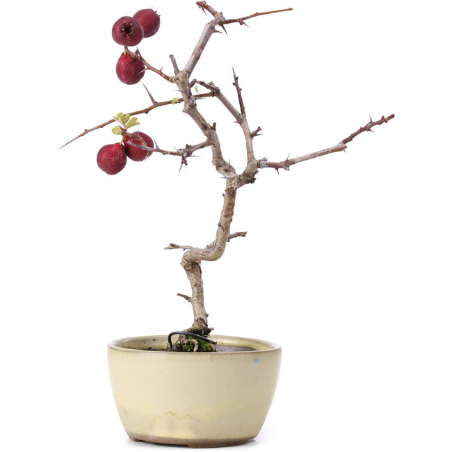 Crataegus cuneata, 20 cm, ± 10 ans