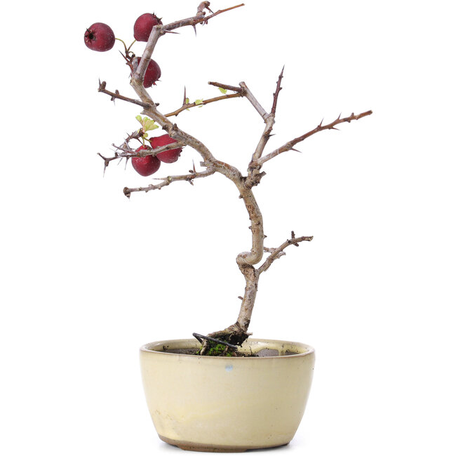 Crataegus cuneata, 20 cm, ± 10 ans