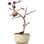 Crataegus cuneata, 20 cm, ± 10 years old