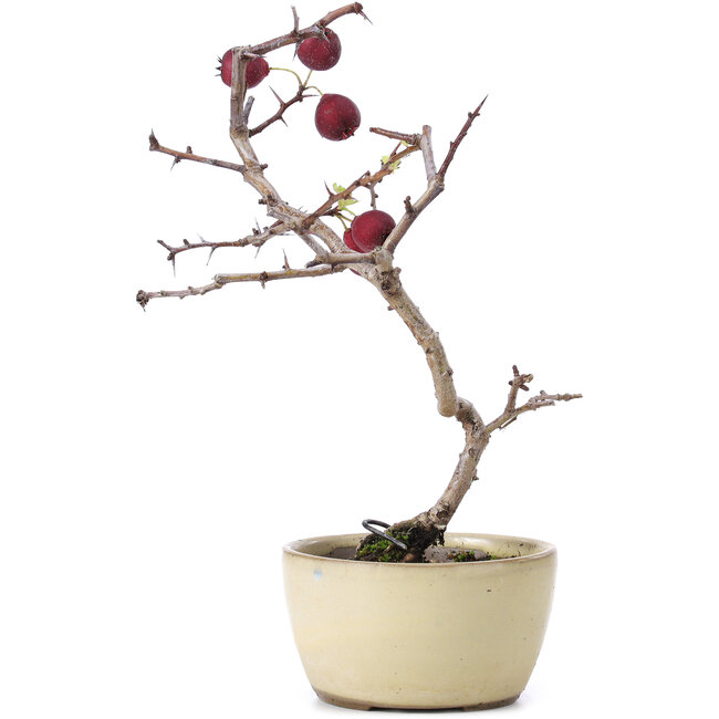 Crataegus cuneata, 20 cm, ± 10 Jahre alt