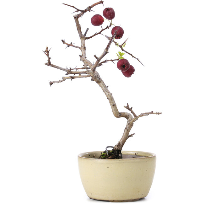 Crataegus cuneata, 20 cm, ± 10 anni