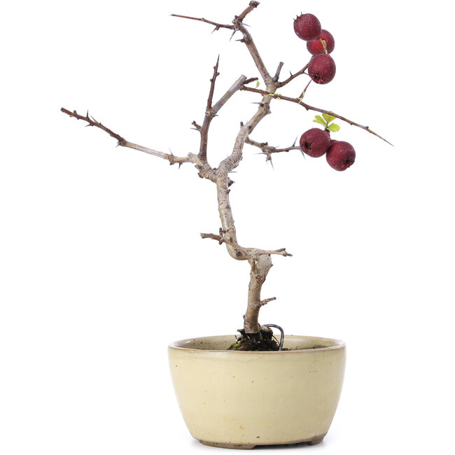Crataegus cuneata, 20 cm, ± 10 ans