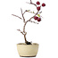 Crataegus cuneata, 20 cm, ± 10 years old