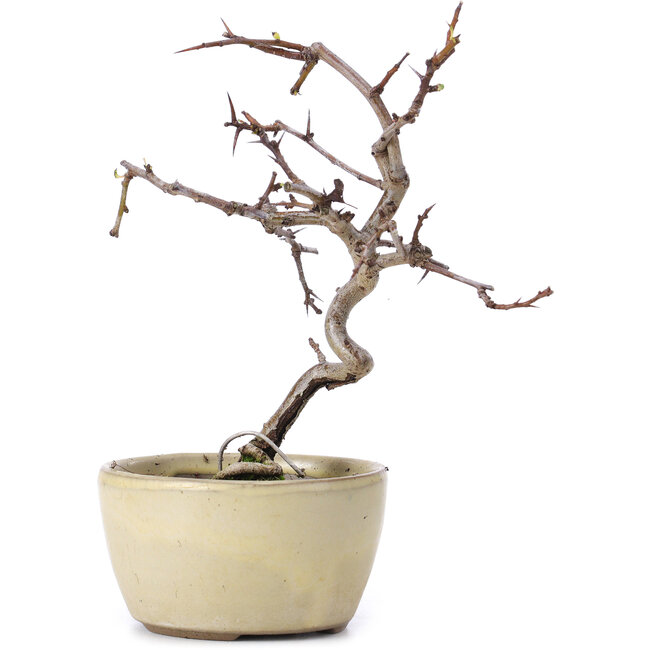 Crataegus cuneata, 16,5 cm, ± 10 ans