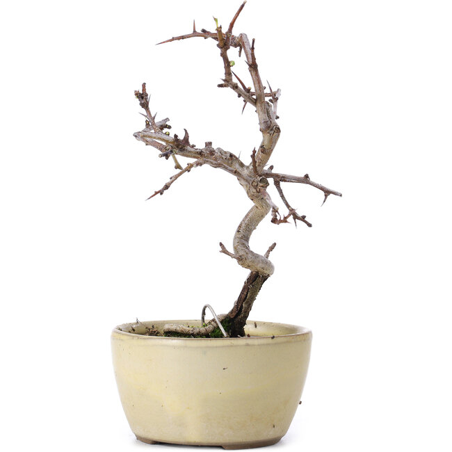 Crataegus cuneata, 16,5 cm, ± 10 ans