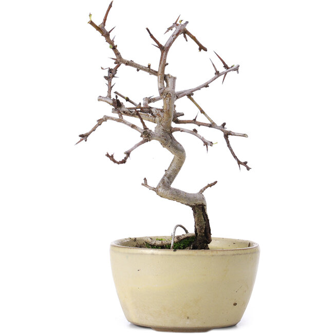 Crataegus cuneata, 16,5 cm, ± 10 años