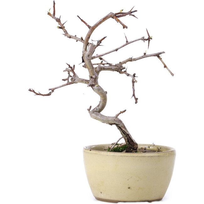 Crataegus cuneata, 16,5 cm, ± 10 ans