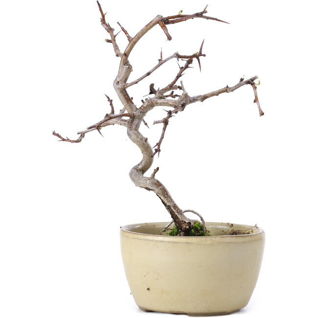 Crataegus cuneata, 16,5 cm, ± 10 Jahre alt