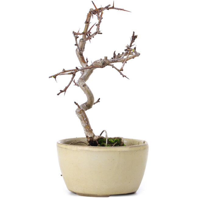 Crataegus cuneata, 16,5 cm, ± 10 ans