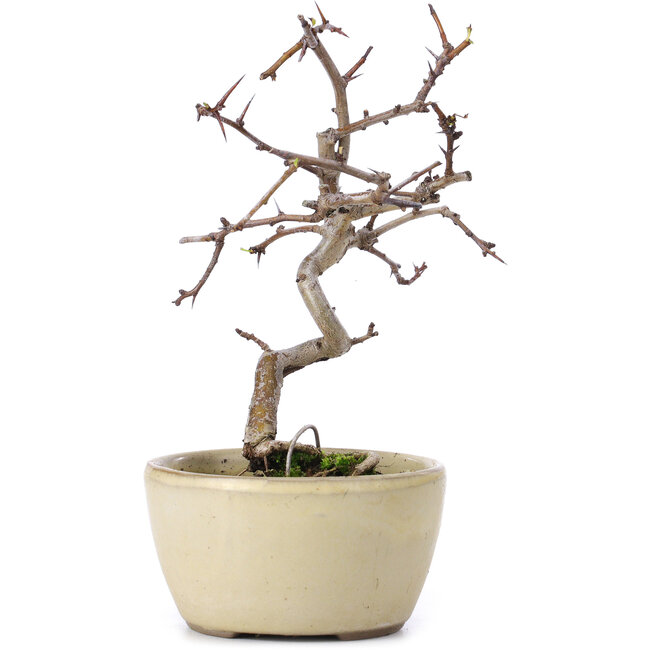 Crataegus cuneata, 16,5 cm, ± 10 años