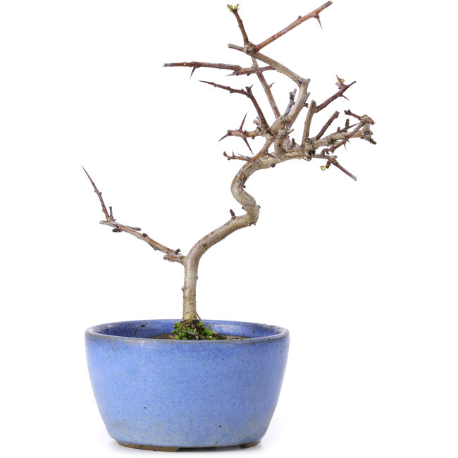 Crataegus cuneata, 16,5 cm, ± 10 Jahre alt