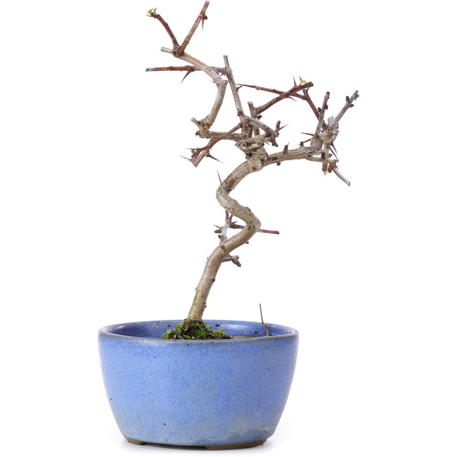 Crataegus cuneata, 16,5 cm, ± 10 años