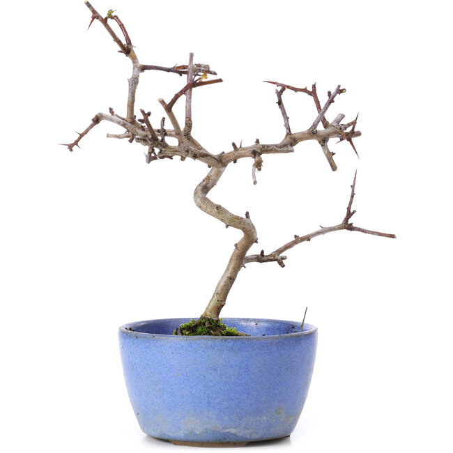 Crataegus cuneata, 16,5 cm, ± 10 ans