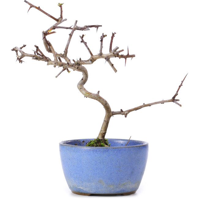 Crataegus cuneata, 16,5 cm, ± 10 years old