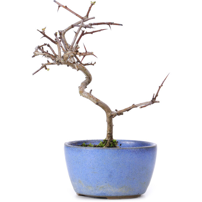 Crataegus cuneata, 16,5 cm, ± 10 años