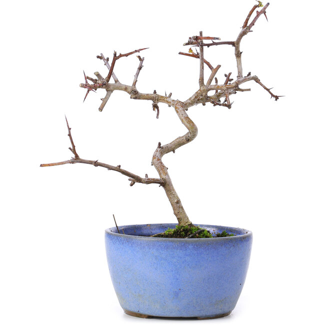 Crataegus cuneata, 16,5 cm, ± 10 años