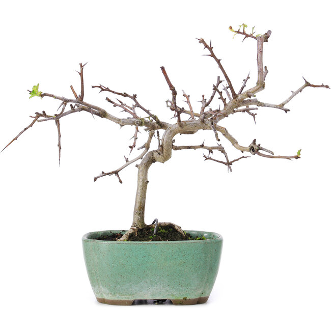 Crataegus cuneata, 19 cm, ± 10 Jahre alt