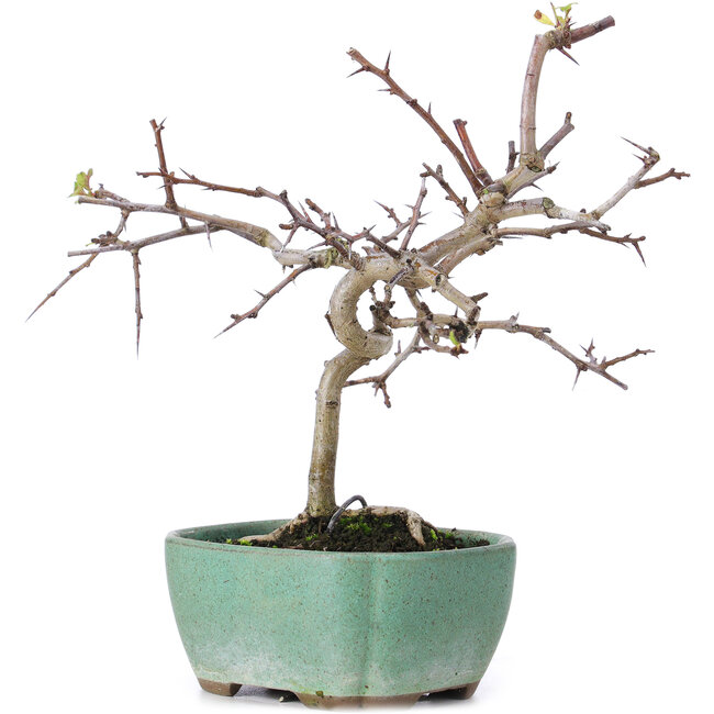 Crataegus cuneata, 19 cm, ± 10 ans