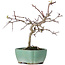 Crataegus cuneata, 19 cm, ± 10 Jahre alt