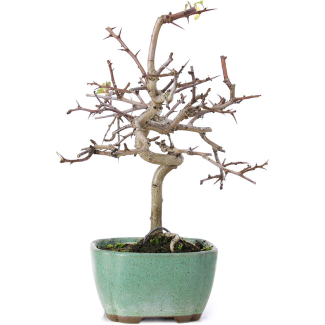 Crataegus cuneata, 19 cm, ± 10 years old