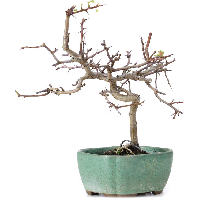 Crataegus cuneata, 19 cm, ± 10 ans