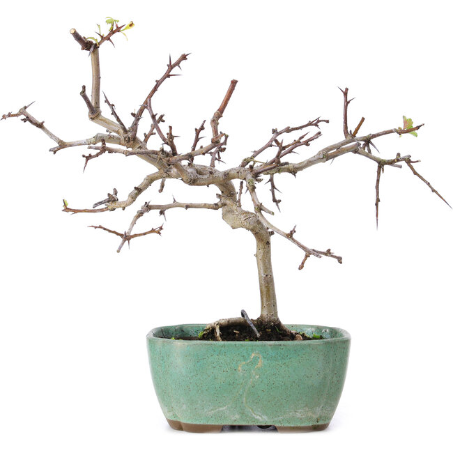 Crataegus cuneata, 19 cm, ± 10 Jahre alt