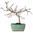 Crataegus cuneata, 19 cm, ± 10 ans