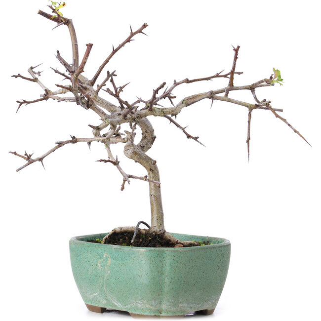 Crataegus cuneata, 19 cm, ± 10 años