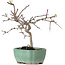 Crataegus cuneata, 19 cm, ± 10 Jahre alt