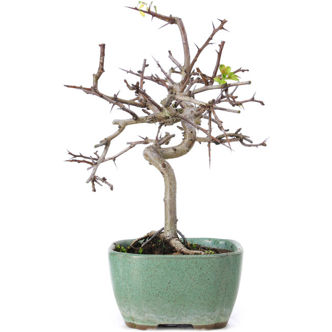 Crataegus cuneata, 19 cm, ± 10 anni